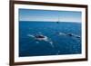 Humpback Whale (Megaptera Novaeangliae) Watching in Harvey Bay, Queensland, Australia, Pacific-Michael Runkel-Framed Photographic Print