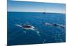 Humpback Whale (Megaptera Novaeangliae) Watching in Harvey Bay, Queensland, Australia, Pacific-Michael Runkel-Mounted Photographic Print