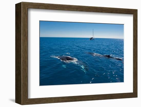 Humpback Whale (Megaptera Novaeangliae) Watching in Harvey Bay, Queensland, Australia, Pacific-Michael Runkel-Framed Photographic Print