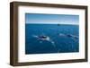 Humpback Whale (Megaptera Novaeangliae) Watching in Harvey Bay, Queensland, Australia, Pacific-Michael Runkel-Framed Photographic Print