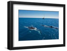 Humpback Whale (Megaptera Novaeangliae) Watching in Harvey Bay, Queensland, Australia, Pacific-Michael Runkel-Framed Photographic Print