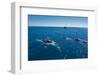 Humpback Whale (Megaptera Novaeangliae) Watching in Harvey Bay, Queensland, Australia, Pacific-Michael Runkel-Framed Photographic Print