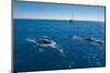 Humpback Whale (Megaptera Novaeangliae) Watching in Harvey Bay, Queensland, Australia, Pacific-Michael Runkel-Mounted Photographic Print