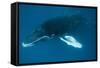 Humpback Whale (Megaptera Novaeangliae)-Reinhard Dirscherl-Framed Stretched Canvas