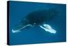 Humpback Whale (Megaptera Novaeangliae)-Reinhard Dirscherl-Stretched Canvas