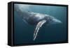 Humpback Whale (Megaptera Novaeangliae)-Reinhard Dirscherl-Framed Stretched Canvas