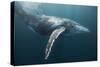 Humpback Whale (Megaptera Novaeangliae)-Reinhard Dirscherl-Stretched Canvas