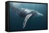 Humpback Whale (Megaptera Novaeangliae)-Reinhard Dirscherl-Framed Stretched Canvas