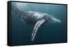 Humpback Whale (Megaptera Novaeangliae)-Reinhard Dirscherl-Framed Stretched Canvas