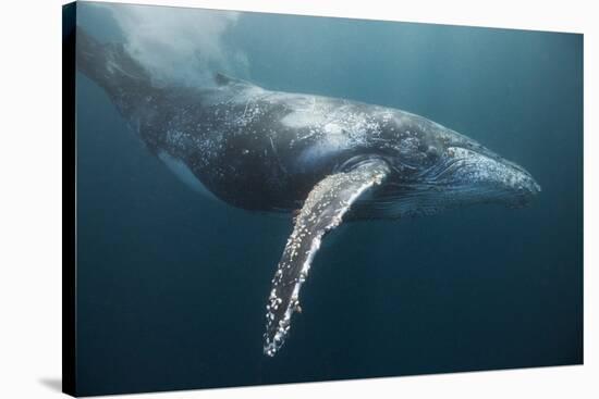 Humpback Whale (Megaptera Novaeangliae)-Reinhard Dirscherl-Stretched Canvas