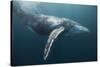Humpback Whale (Megaptera Novaeangliae)-Reinhard Dirscherl-Stretched Canvas