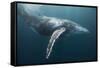 Humpback Whale (Megaptera Novaeangliae)-Reinhard Dirscherl-Framed Stretched Canvas