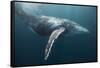 Humpback Whale (Megaptera Novaeangliae)-Reinhard Dirscherl-Framed Stretched Canvas