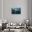 Humpback Whale (Megaptera Novaeangliae)-Reinhard Dirscherl-Stretched Canvas displayed on a wall