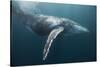 Humpback Whale (Megaptera Novaeangliae)-Reinhard Dirscherl-Stretched Canvas