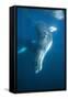 Humpback Whale (Megaptera Novaeangliae)-Reinhard Dirscherl-Framed Stretched Canvas