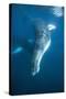 Humpback Whale (Megaptera Novaeangliae)-Reinhard Dirscherl-Stretched Canvas