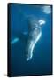 Humpback Whale (Megaptera Novaeangliae)-Reinhard Dirscherl-Framed Stretched Canvas