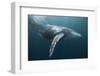 Humpback Whale (Megaptera Novaeangliae)-Reinhard Dirscherl-Framed Premium Photographic Print