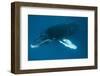 Humpback Whale (Megaptera Novaeangliae)-Reinhard Dirscherl-Framed Photographic Print