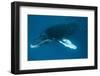 Humpback Whale (Megaptera Novaeangliae)-Reinhard Dirscherl-Framed Photographic Print