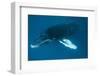 Humpback Whale (Megaptera Novaeangliae)-Reinhard Dirscherl-Framed Photographic Print