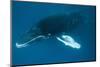 Humpback Whale (Megaptera Novaeangliae)-Reinhard Dirscherl-Mounted Photographic Print