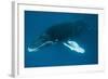 Humpback Whale (Megaptera Novaeangliae)-Reinhard Dirscherl-Framed Photographic Print