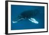 Humpback Whale (Megaptera Novaeangliae)-Reinhard Dirscherl-Framed Photographic Print