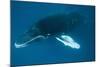 Humpback Whale (Megaptera Novaeangliae)-Reinhard Dirscherl-Mounted Photographic Print