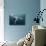 Humpback Whale (Megaptera Novaeangliae)-Reinhard Dirscherl-Photographic Print displayed on a wall