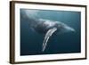 Humpback Whale (Megaptera Novaeangliae)-Reinhard Dirscherl-Framed Photographic Print