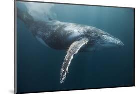 Humpback Whale (Megaptera Novaeangliae)-Reinhard Dirscherl-Mounted Photographic Print