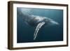 Humpback Whale (Megaptera Novaeangliae)-Reinhard Dirscherl-Framed Photographic Print