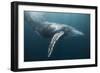 Humpback Whale (Megaptera Novaeangliae)-Reinhard Dirscherl-Framed Photographic Print