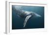 Humpback Whale (Megaptera Novaeangliae)-Reinhard Dirscherl-Framed Photographic Print