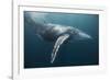 Humpback Whale (Megaptera Novaeangliae)-Reinhard Dirscherl-Framed Photographic Print