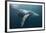 Humpback Whale (Megaptera Novaeangliae)-Reinhard Dirscherl-Framed Photographic Print