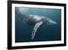 Humpback Whale (Megaptera Novaeangliae)-Reinhard Dirscherl-Framed Photographic Print