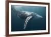 Humpback Whale (Megaptera Novaeangliae)-Reinhard Dirscherl-Framed Photographic Print