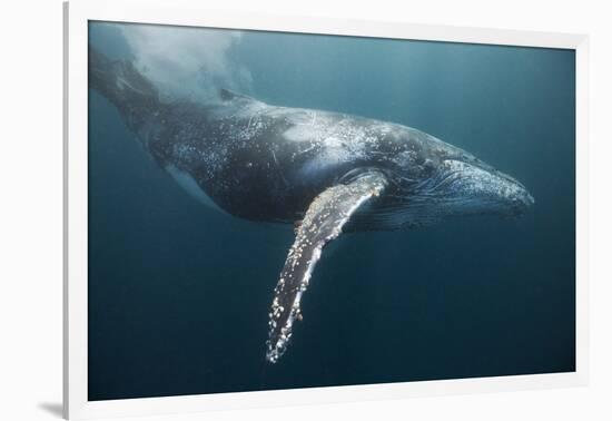 Humpback Whale (Megaptera Novaeangliae)-Reinhard Dirscherl-Framed Photographic Print