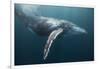 Humpback Whale (Megaptera Novaeangliae)-Reinhard Dirscherl-Framed Photographic Print