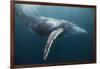 Humpback Whale (Megaptera Novaeangliae)-Reinhard Dirscherl-Framed Photographic Print