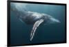 Humpback Whale (Megaptera Novaeangliae)-Reinhard Dirscherl-Framed Photographic Print