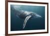 Humpback Whale (Megaptera Novaeangliae)-Reinhard Dirscherl-Framed Photographic Print