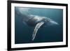 Humpback Whale (Megaptera Novaeangliae)-Reinhard Dirscherl-Framed Photographic Print