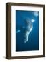 Humpback Whale (Megaptera Novaeangliae)-Reinhard Dirscherl-Framed Photographic Print