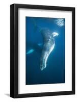 Humpback Whale (Megaptera Novaeangliae)-Reinhard Dirscherl-Framed Photographic Print