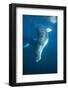 Humpback Whale (Megaptera Novaeangliae)-Reinhard Dirscherl-Framed Photographic Print