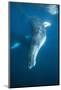 Humpback Whale (Megaptera Novaeangliae)-Reinhard Dirscherl-Mounted Photographic Print